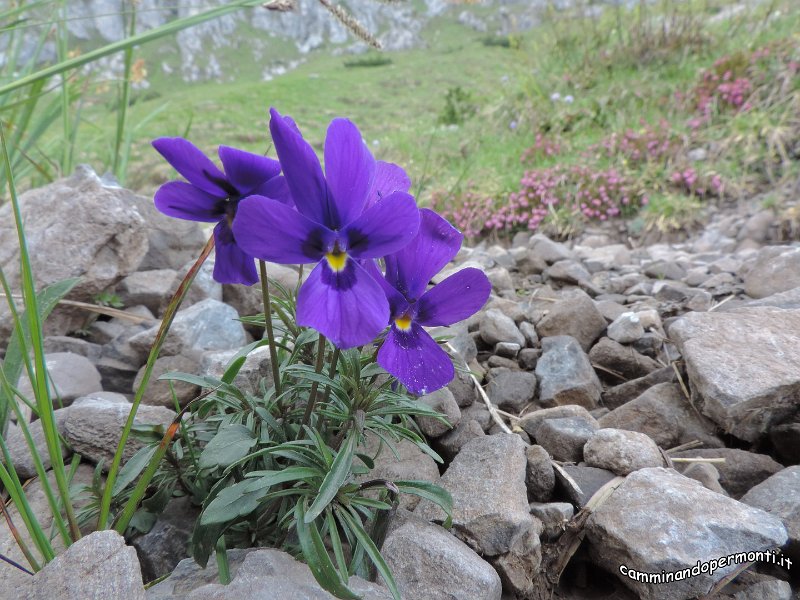 161 Monte Alben - Viola di Duby.JPG -           